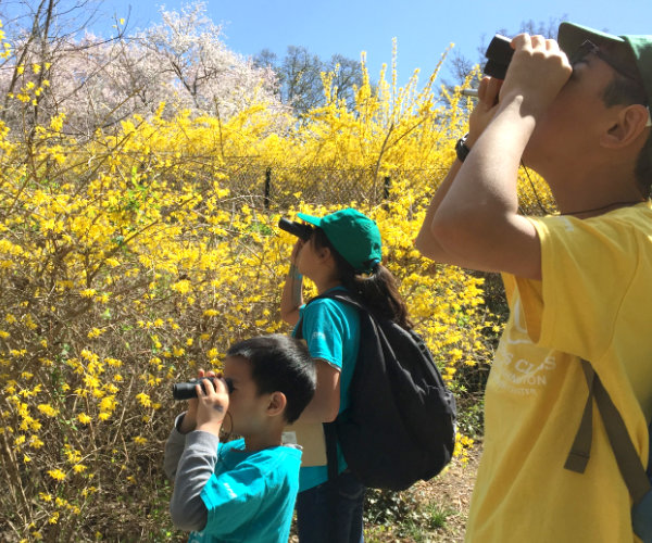 Three children looking through binoculars, in front of a field of yellow forsythia in bloom.