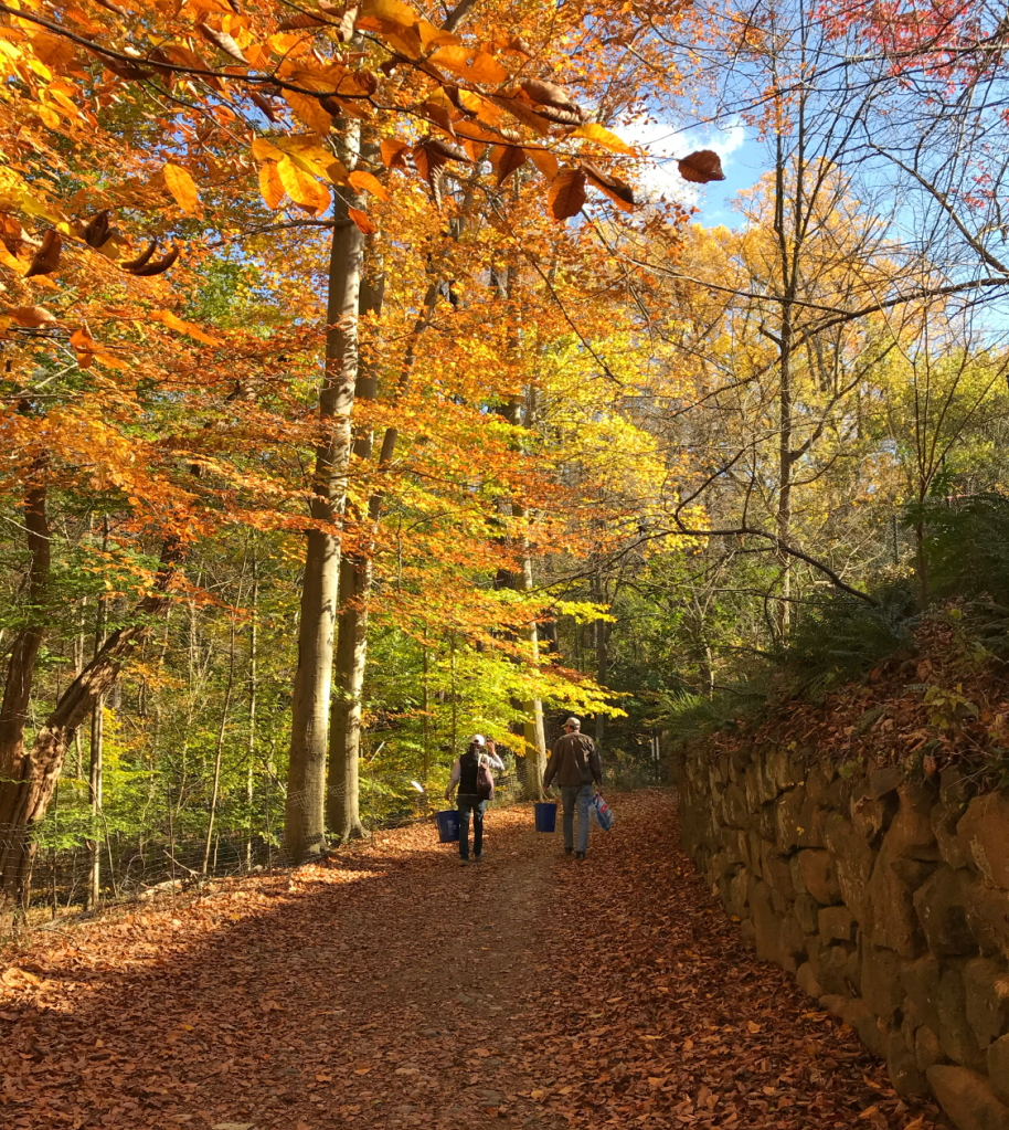 Two volunteers walking through the park during autumn with colorful foliage.