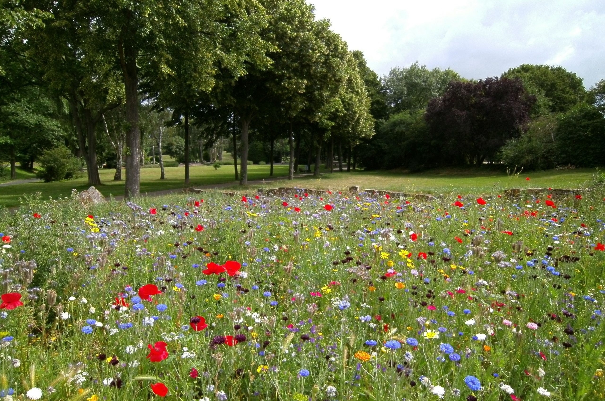 Field of multi-colored flowers with trees in the background.